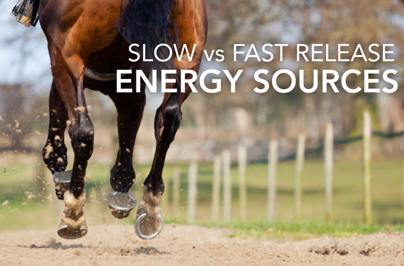 Slow-Release vs Fast-Release Energy Sources for Horses | Equine Science Matters™